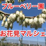ブルーベリーのお花見マルシェ開催します