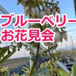ブルーベリーのお花見会は4月16日に延期します