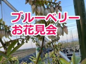 ブルーベリーのお花見会は4月16日に延期します