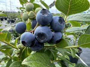 ブルーベリー狩りの予約受付中です