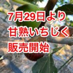 2023年朝採り甘熟いちじくの販売を開始します