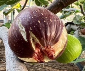 【8月1日スタート】朝採り甘熟いちじく、販売開始のお知らせ