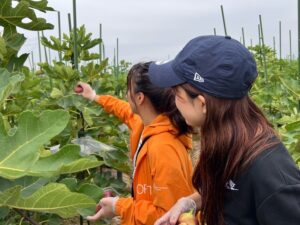 年に一度の特別企画「いちじく狩り」を開催しました！