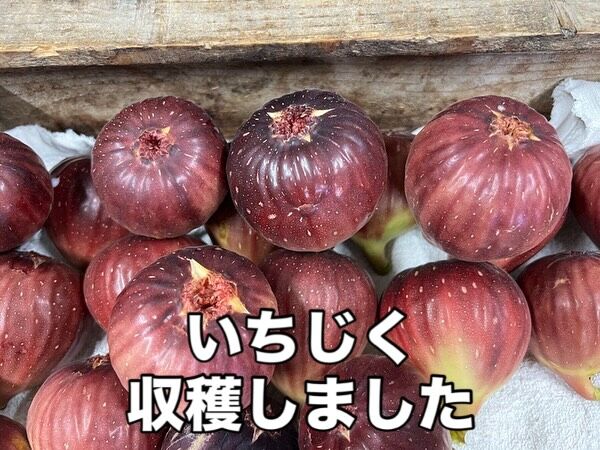 新登場！『ひんやり極上いちじく』が自動販売機でお待ちしています