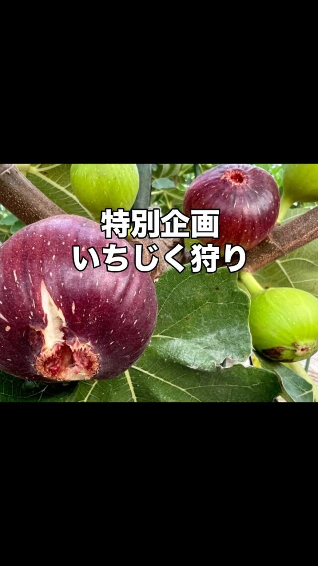 エックスファーム｜愛知県碧南市、高浜市でイチジク、ブルーベリー、青